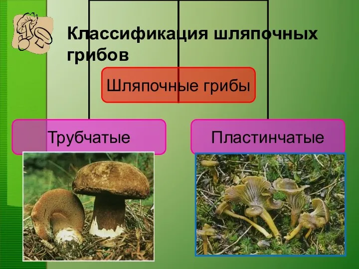 Классификация шляпочных грибов