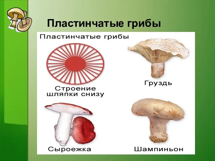 Пластинчатые грибы