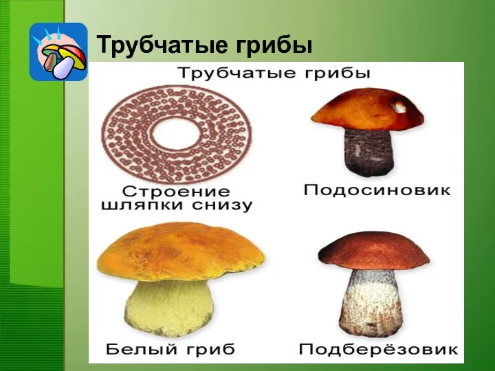 Трубчатые грибы