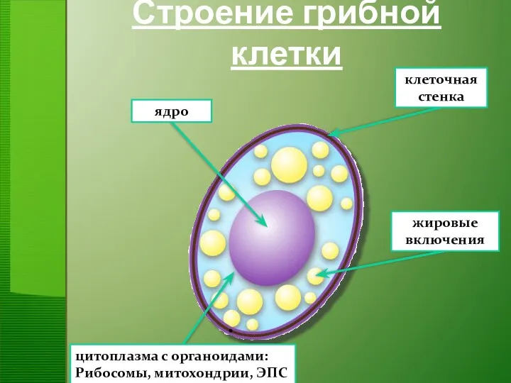 Строение грибной клетки ядро клеточная стенка цитоплазма с органоидами: Рибосомы, митохондрии, ЭПС жировые включения