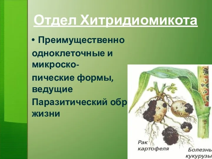 Отдел Хитридиомикота Преимущественно одноклеточные и микроско- пические формы, ведущие Паразитический образ жизни