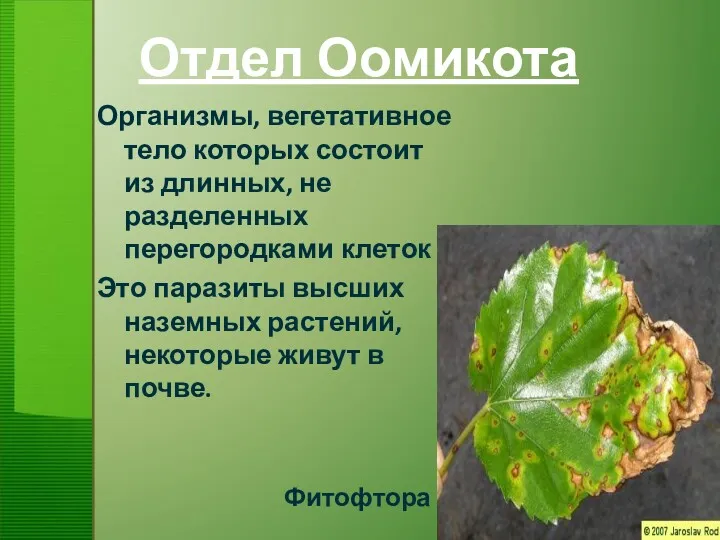 Отдел Оомикота Организмы, вегетативное тело которых состоит из длинных, не