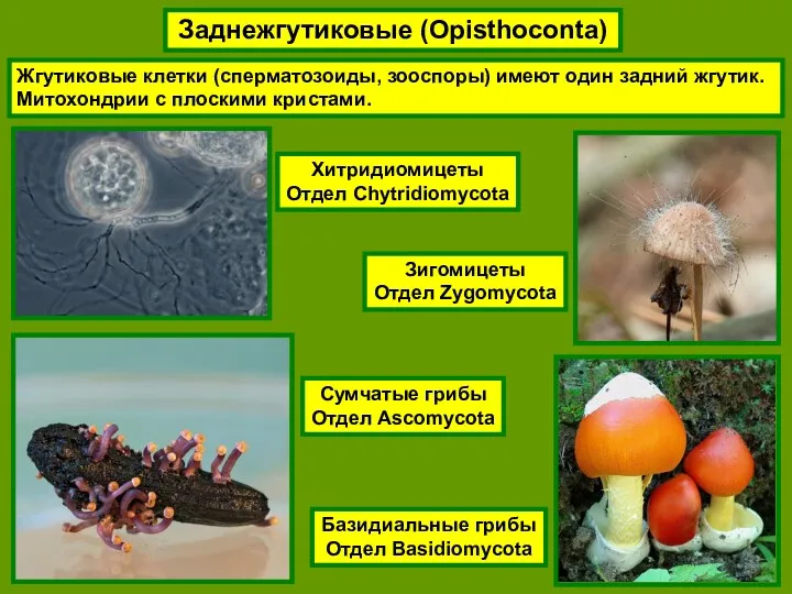 Заднежгутиковые (Opisthoconta) Жгутиковые клетки (сперматозоиды, зооспоры) имеют один задний жгутик.