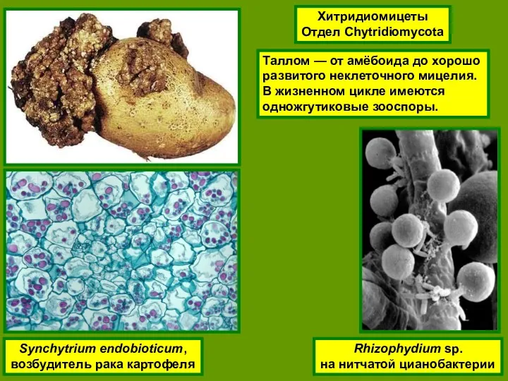 Хитридиомицеты Отдел Chytridiomycota Synchytrium endobioticum, возбудитель рака картофеля Rhizophydium sp.