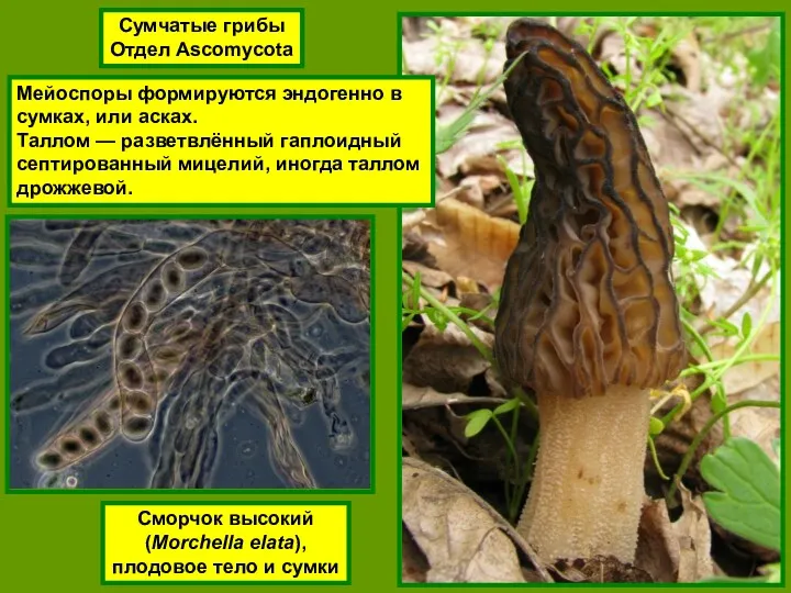 Сумчатые грибы Отдел Ascomycota Сморчок высокий (Morchella elata), плодовое тело