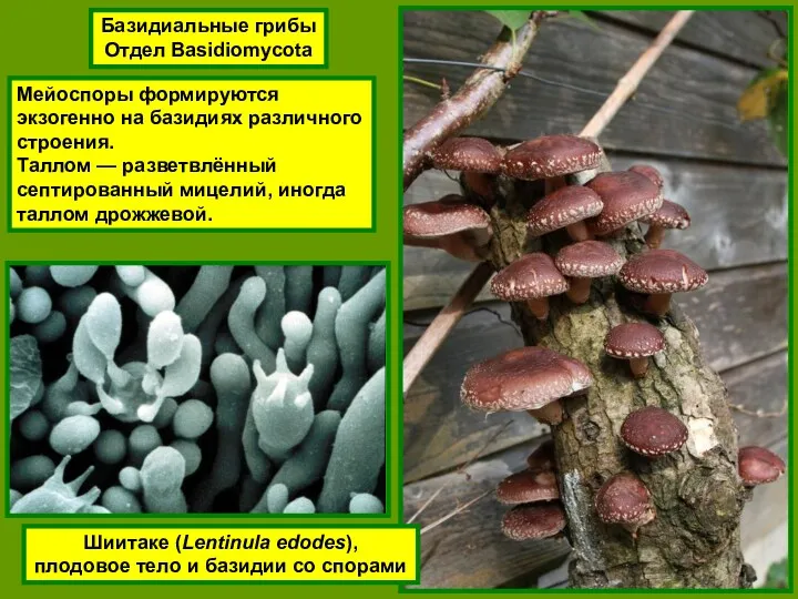 Базидиальные грибы Отдел Basidiomycota Мейоспоры формируются экзогенно на базидиях различного