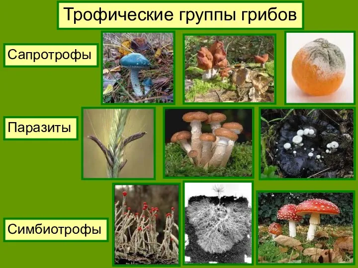 Трофические группы грибов Сапротрофы Паразиты Симбиотрофы