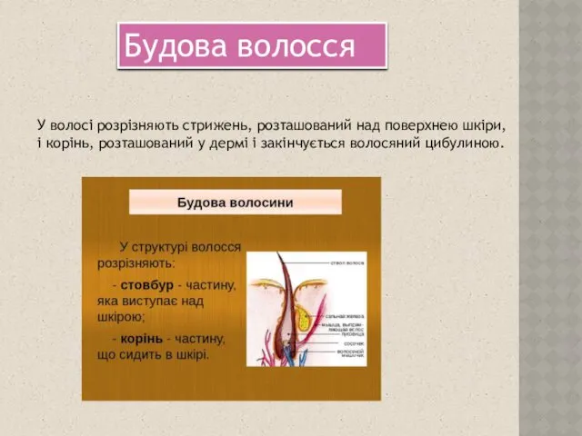 У волосі розрізняють стрижень, розташований над поверхнею шкіри, і корінь,