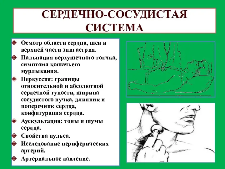 СЕРДЕЧНО-СОСУДИСТАЯ СИСТЕМА Осмотр области сердца, шеи и верхней части эпигастрия. Пальпация верхушечного толчка,