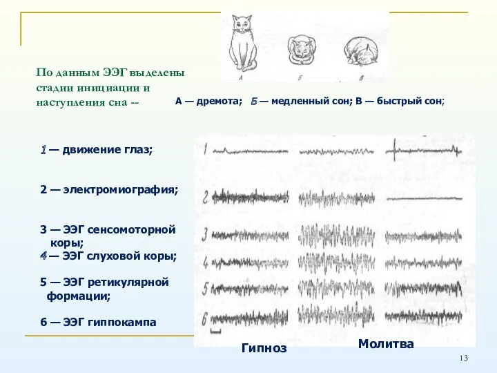 По данным ЭЭГ выделены стадии инициации и наступления сна --