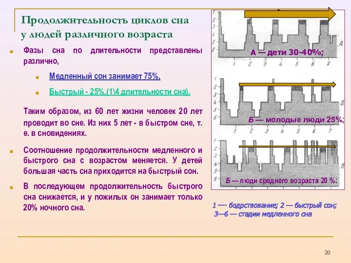 Продолжительность циклов сна у людей различного возраста Фазы сна по