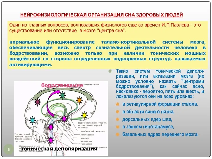 НЕЙРОФИЗИОЛОГИЧЕСКАЯ ОРГАНИЗАЦИЯ СНА ЗДОРОВЫХ ЛЮДЕЙ Таких систем тонической деполя-ризации, или