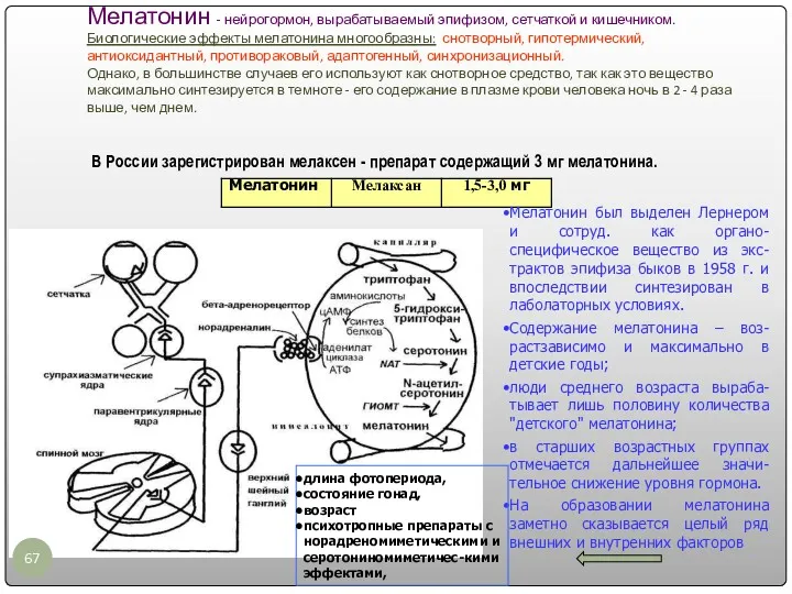 Мелатонин - нейрогормон, вырабатываемый эпифизом, сетчаткой и кишечником. Биологические эффекты