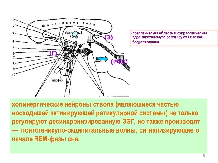 холинергические нейроны ствола (являющиеся частью восходящей активирующей ретикулярной системы) не