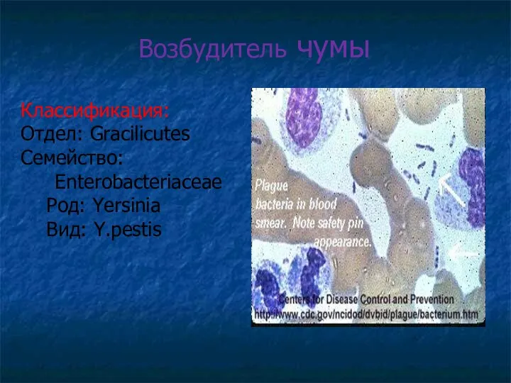Возбудитель чумы Классификация: Отдел: Gracilicutes Семейство: Enterobacteriaceae Род: Yersinia Вид: Y.pestis