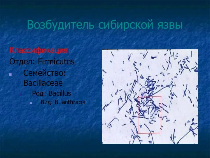 Возбудитель сибирской язвы Классификация: Отдел: Firmicutes Семейство: Bacillaceae Род: Bacillus Вид: B. anthracis