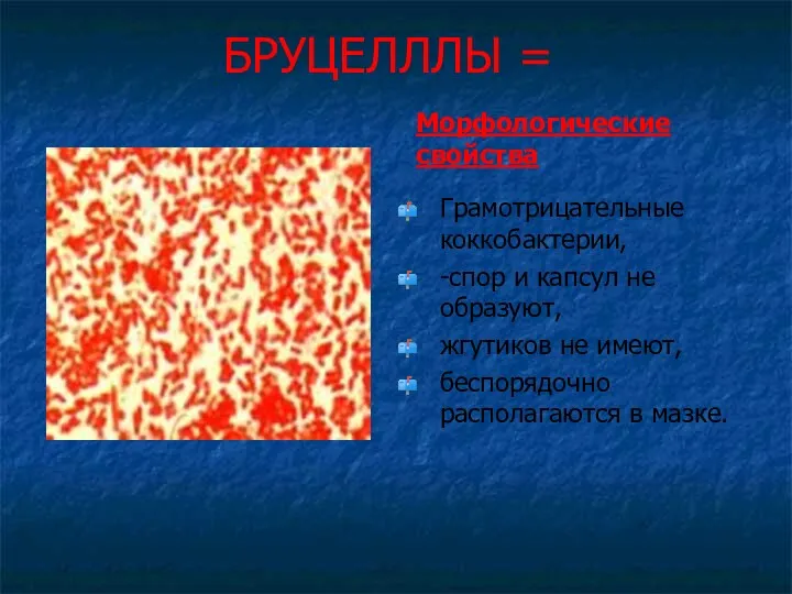 БРУЦЕЛЛЛЫ = Морфологические свойства Грамотрицательные коккобактерии, -спор и капсул не