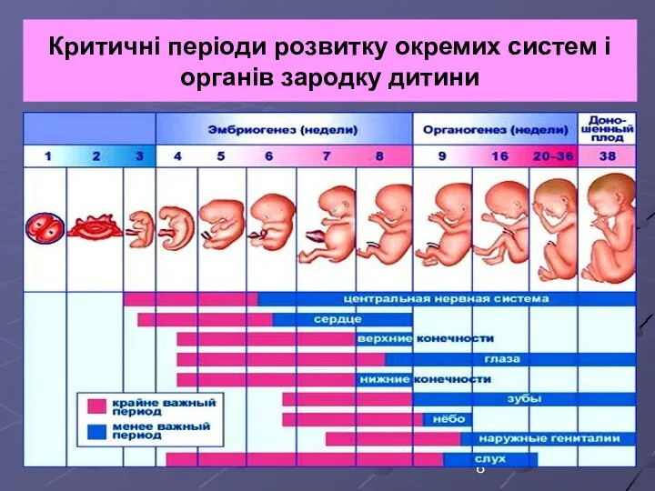 Критичні періоди розвитку окремих систем і органів зародку дитини
