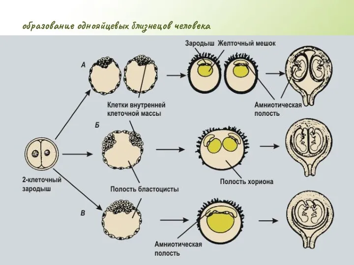 образование однояйцевых близнецов человека