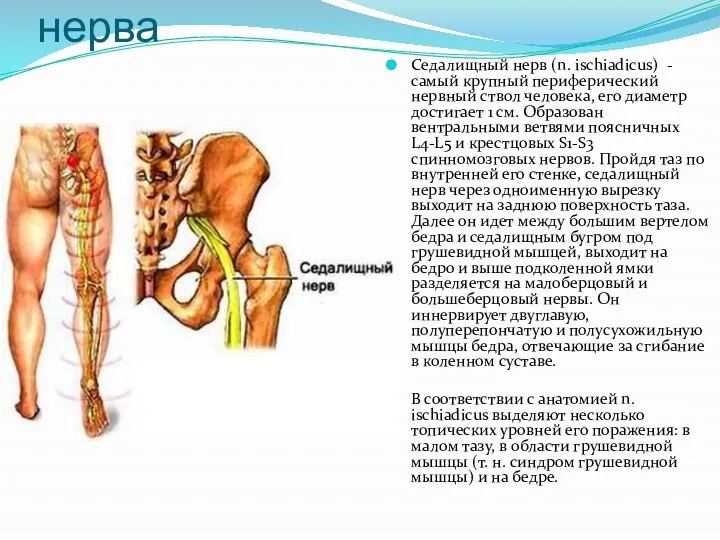 Невропатия седалищного нерва Седалищный нерв (n. ischiadicus) -самый крупный периферический