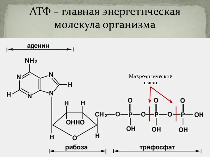 АТФ – главная энергетическая молекула организма Макроэргические связи