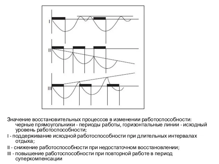 Значение восстановительных процессов в изменении работоспособности: черные прямоугольники - периоды работы, горизонтальные линии
