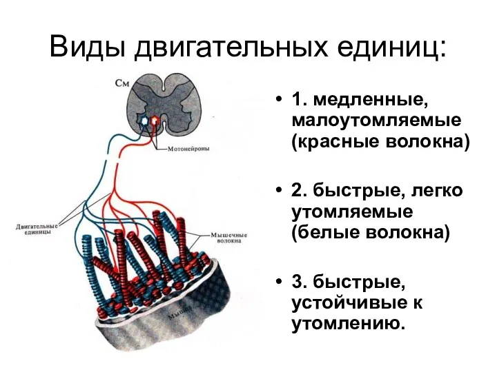 Виды двигательных единиц: 1. медленные, малоутомляемые (красные волокна) 2. быстрые,