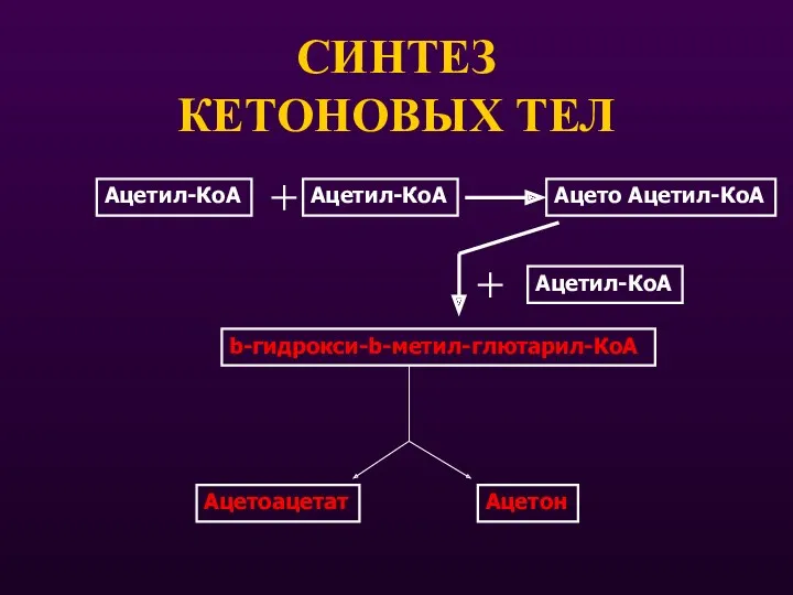 СИНТЕЗ КЕТОНОВЫХ ТЕЛ Ацетил-КоА Ацетил-КоА Ацето Ацетил-КоА Ацетил-КоА b-гидрокси-b-метил-глютарил-КоА Ацетоацетат Ацетон