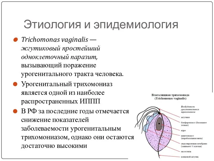 Этиология и эпидемиология Trichomonas vaginalis — жгутиковый простейший одноклеточный паразит,
