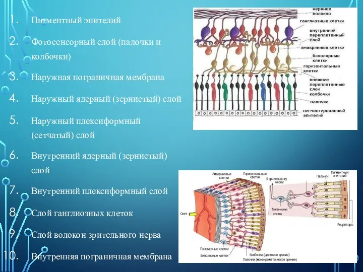 Пигментный эпителий Фотосенсорный слой (палочки и колбочки) Наружная пограничная мембрана