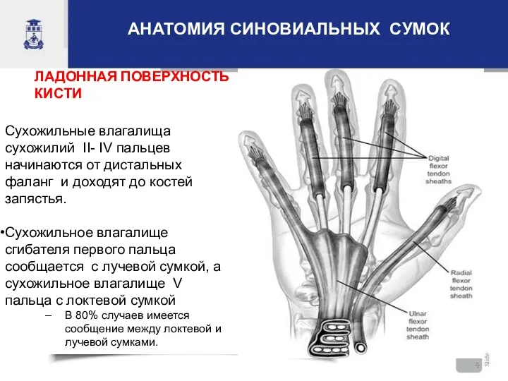 АНАТОМИЯ СИНОВИАЛЬНЫХ СУМОК Сухожильные влагалища сухожилий II- IV пальцев начинаются