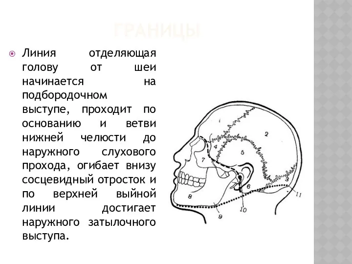 ГРАНИЦЫ Линия отделяющая голову от шеи начинается на подбородочном выступе,