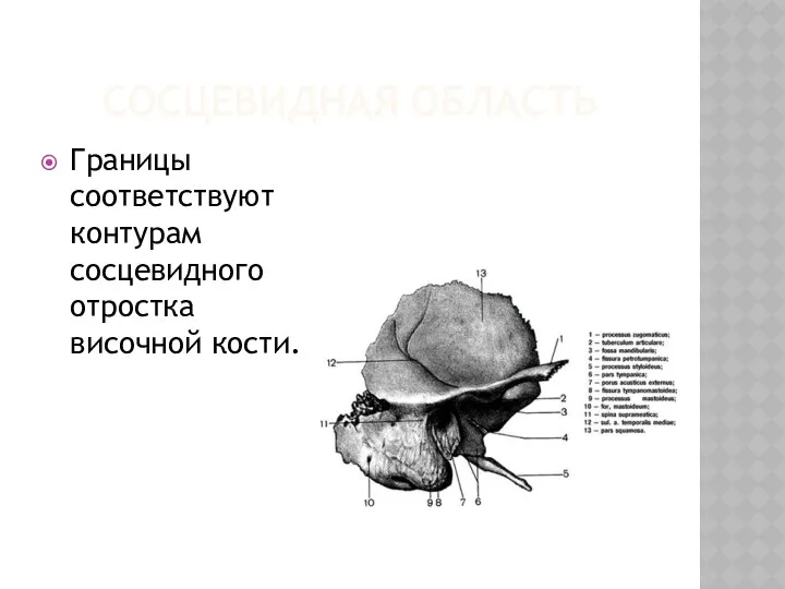 СОСЦЕВИДНАЯ ОБЛАСТЬ Границы соответствуют контурам сосцевидного отростка височной кости.