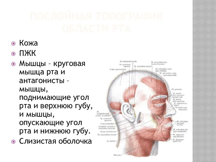 ПОСЛОЙНАЯ ТОПОГРАФИЯ ОБЛАСТИ РТА Кожа ПЖК Мышцы – круговая мышца