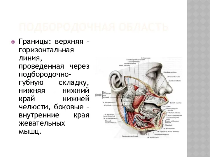 ПОДБОРОДОЧНАЯ ОБЛАСТЬ Границы: верхняя – горизонтальная линия, проведенная через подбородочно-губную