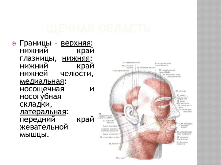 ЩЕЧНАЯ ОБЛАСТЬ Границы – верхняя: нижний край глазницы, нижняя: нижний