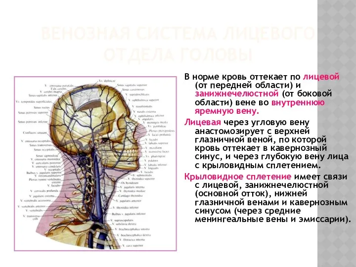 ВЕНОЗНАЯ СИСТЕМА ЛИЦЕВОГО ОТДЕЛА ГОЛОВЫ В норме кровь оттекает по