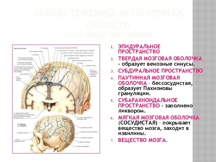 ЛОБНО-ТЕМЕННО-ЗАТЫЛОЧНАЯ ОБЛАСТЬ (МОЗГОВЫЕ ОБОЛОЧКИ) ЭПИДУРАЛЬНОЕ ПРОСТРАНСТВО ТВЕРДАЯ МОЗГОВАЯ ОБОЛОЧКА –