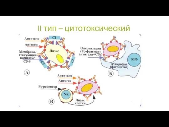 II тип – цитотоксический ее