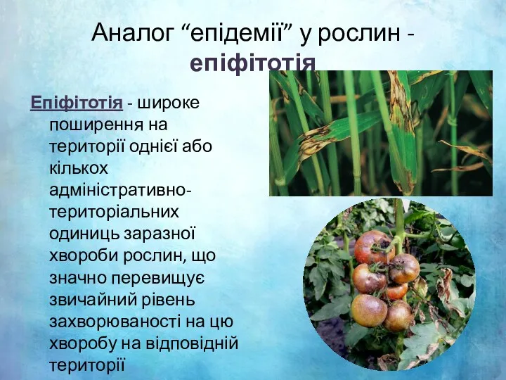 Аналог “епідемії” у рослин - епіфітотія Епіфітотія - широке поширення