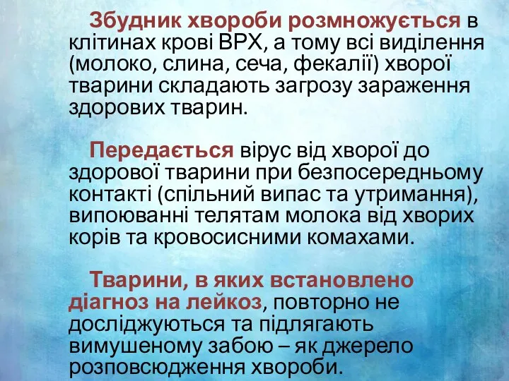 Збудник хвороби розмножується в клітинах крові ВРХ, а тому всі