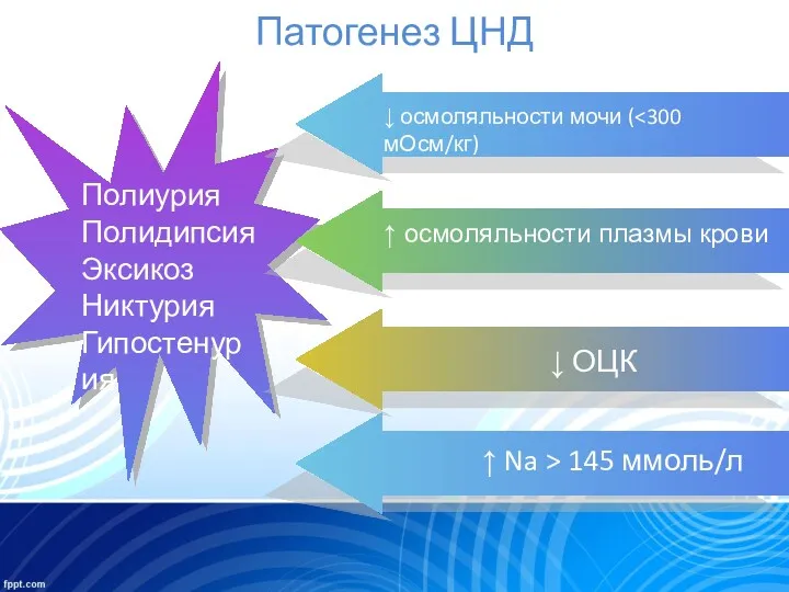 Патогенез ЦНД Полиурия Полидипсия Эксикоз Никтурия Гипостенурия