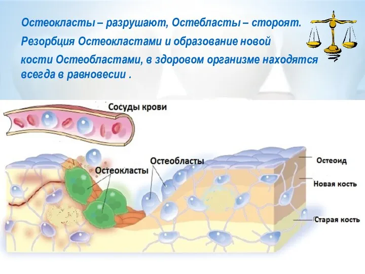 Остеокласты – разрушают, Остебласты – стороят. Резорбция Остеокластами и образование