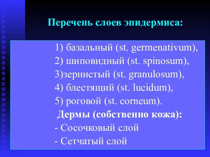 Перечень слоев эпидермиса: 1) базальный (st. germenativum), 2) шиповидный (st.