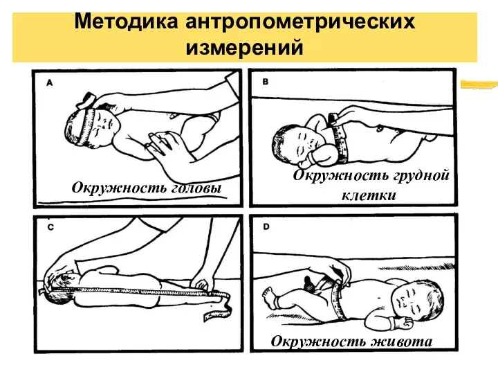 Методика антропометрических измерений Окружность головы Окружность грудной клетки Окружность живота