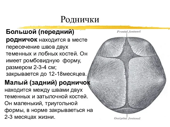 Роднички Большой (передний) родничок находится в месте пересечение швов двух