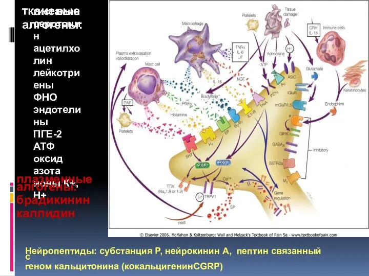 гистамин серотонин ацетилхолин лейкотриены ФНО эндотелины ПГЕ-2 АТФ оксид азота