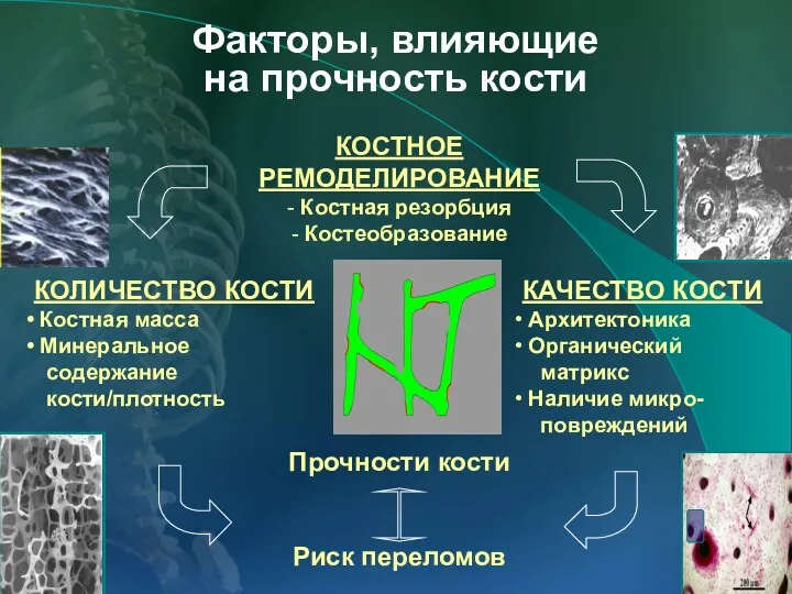 Факторы, влияющие на прочность кости КОСТНОЕ РЕМОДЕЛИРОВАНИЕ - Костная резорбция