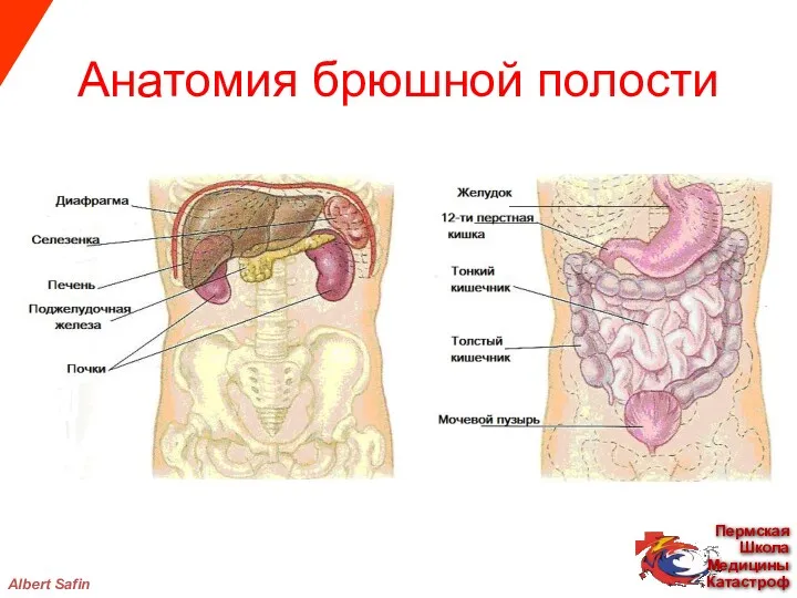 Albert Safin Анатомия брюшной полости