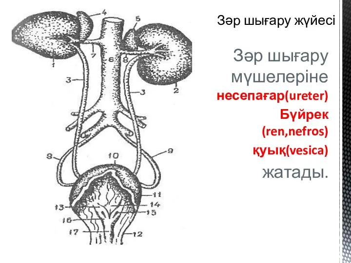 Зәр шығару жүйесі Зәр шығару мүшелеріне несепағар(ureter) Бүйрек(ren,nefros) қуық(vesica) жатады.